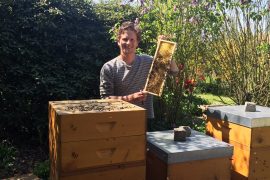 Propolis und Bienen