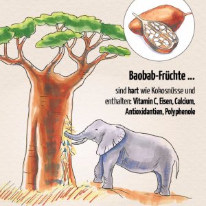 Wissenswertes zum Baobab