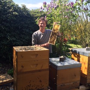 Bedrohte Bienen und ihr Propolis